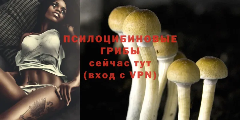 Псилоцибиновые грибы MAGIC MUSHROOMS  Макушино 